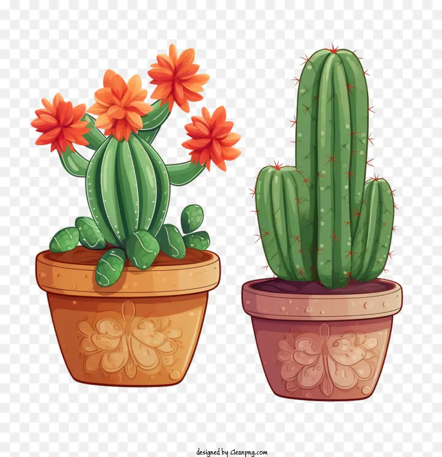 Cactus，Succulent PNG