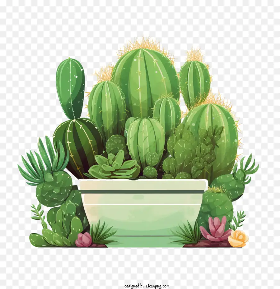 Cactus，Succulent PNG