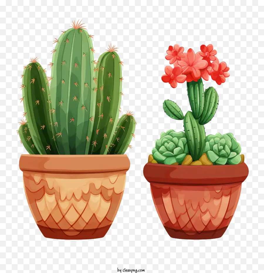 Cactus，Succulentes PNG