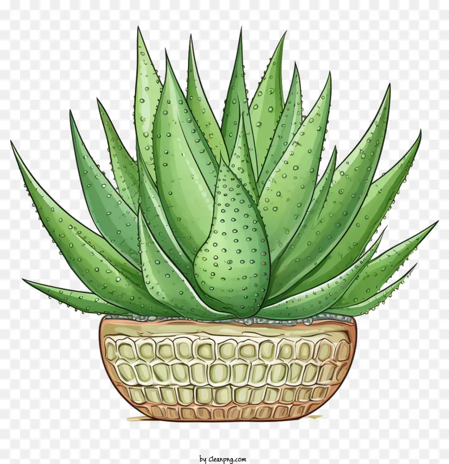 L'aloe Vera，Succulent PNG