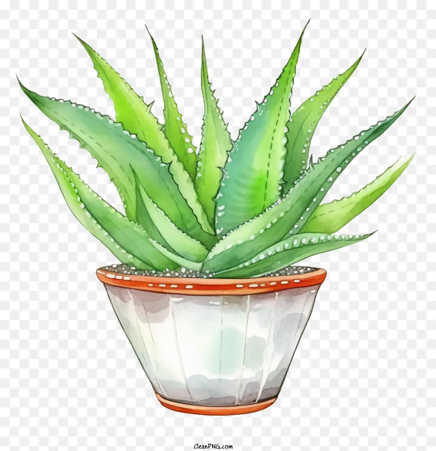 Aloé Véra，Succulent PNG