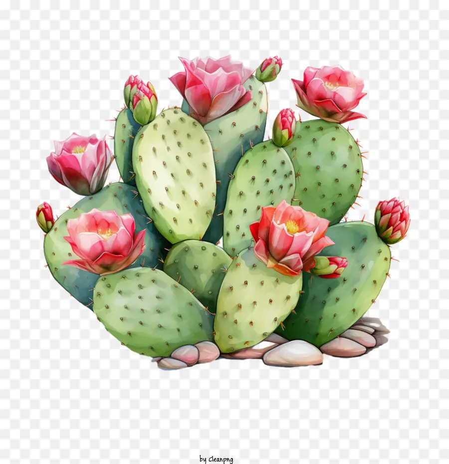 Cactus， PNG