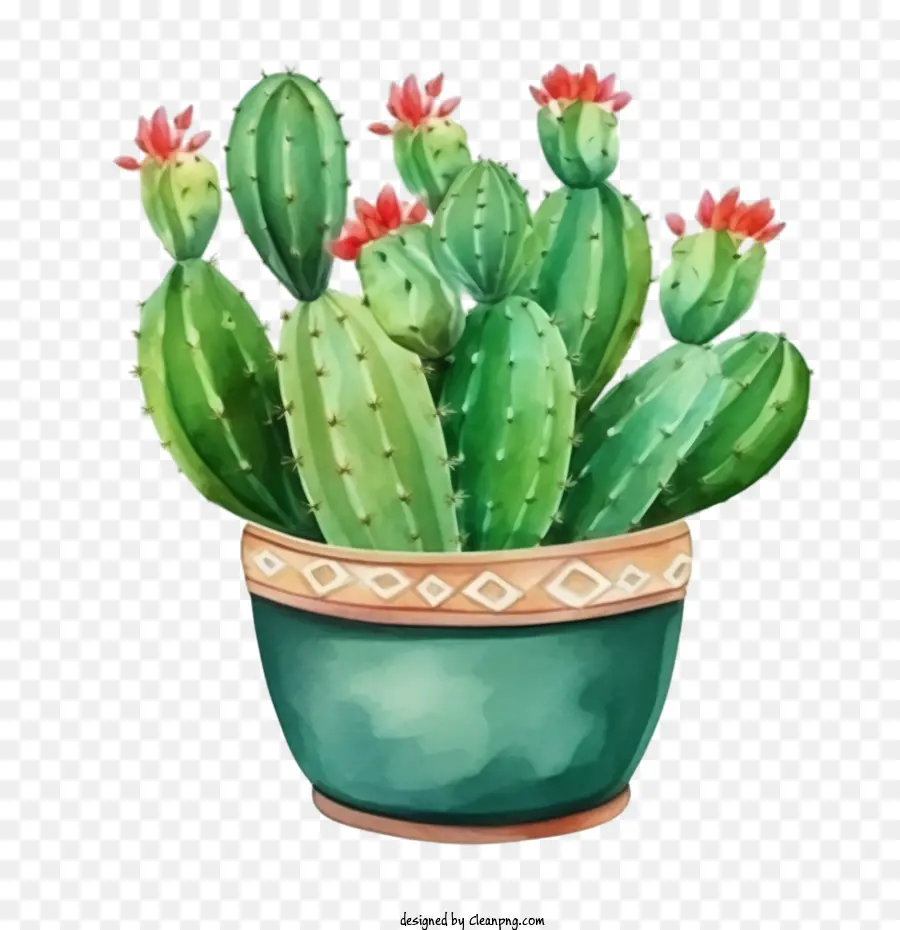 Succulent，Cactus PNG