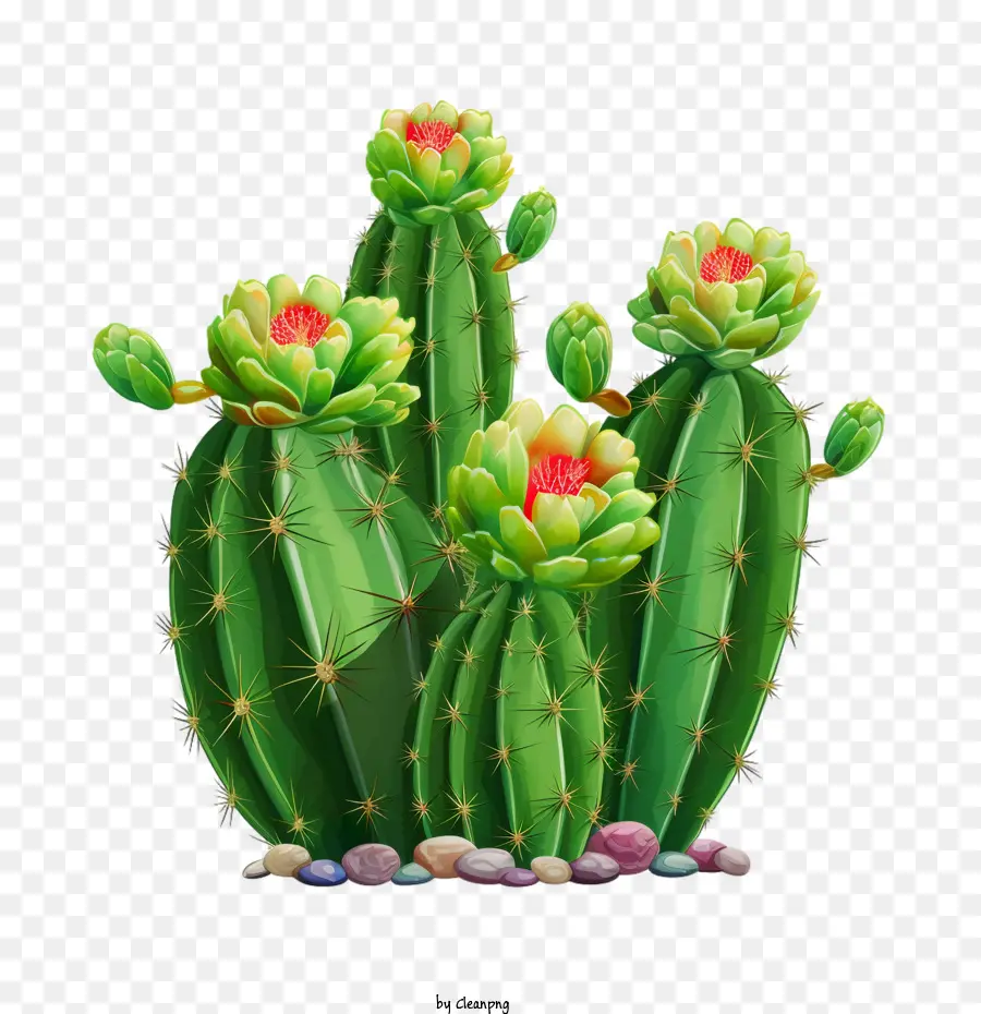 Succulent，Cactus PNG