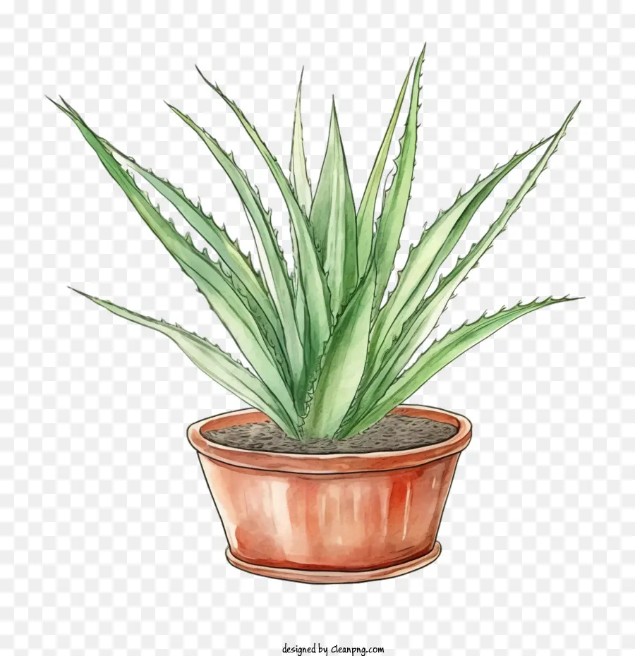 Aloé Vera，Aloe Vera Vert PNG