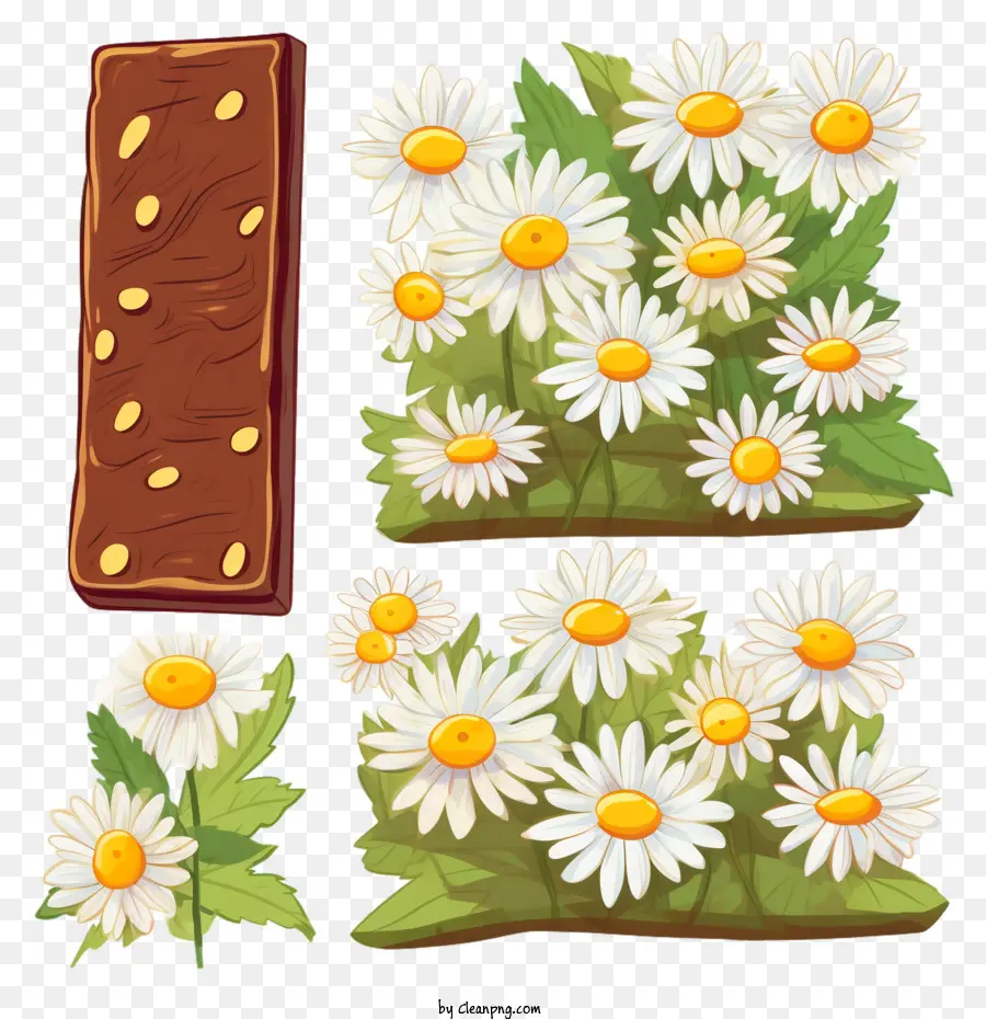 Journée Internationale Du Chocolat，Marguerites PNG