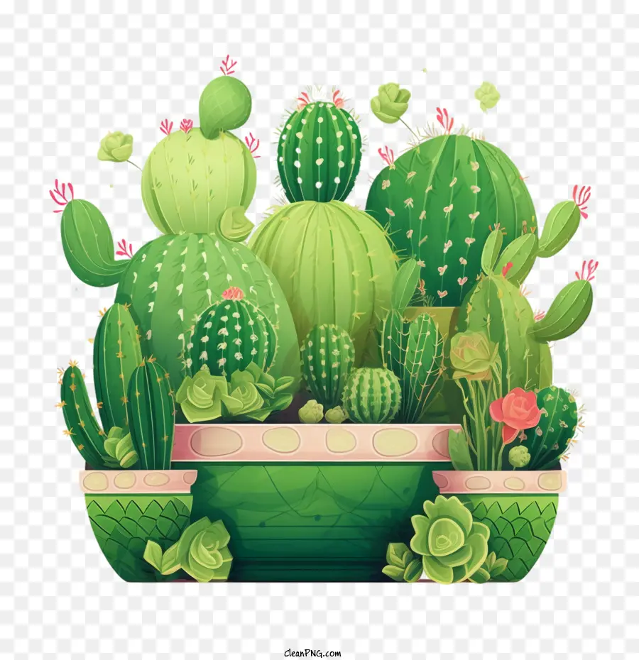 Succulent，Cactus PNG