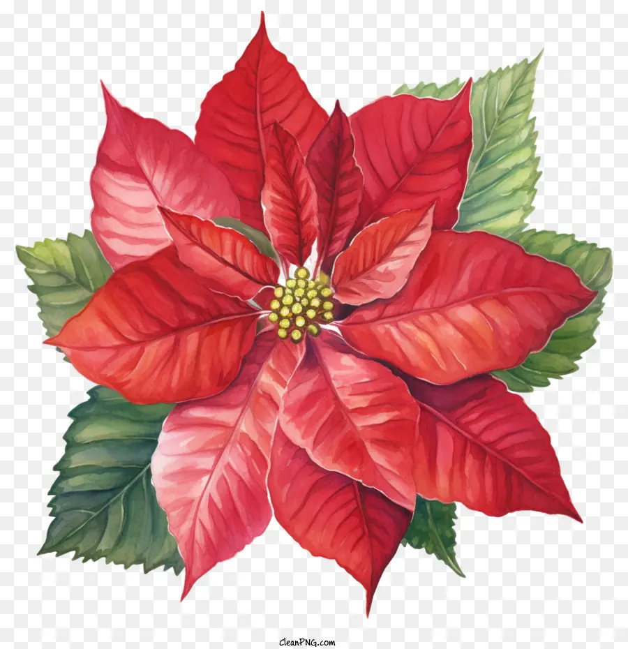 Poinsettia，Fleur De Poinsettia PNG