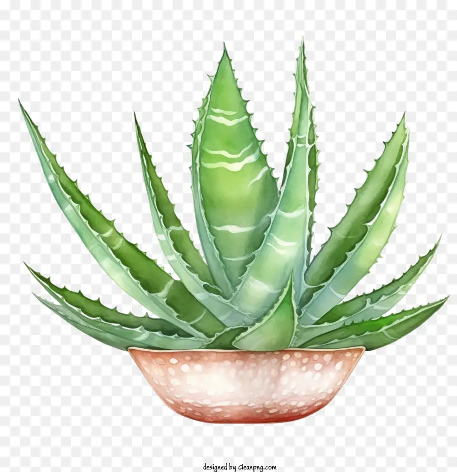 Aloé Vera，Aloe Vera Vert PNG