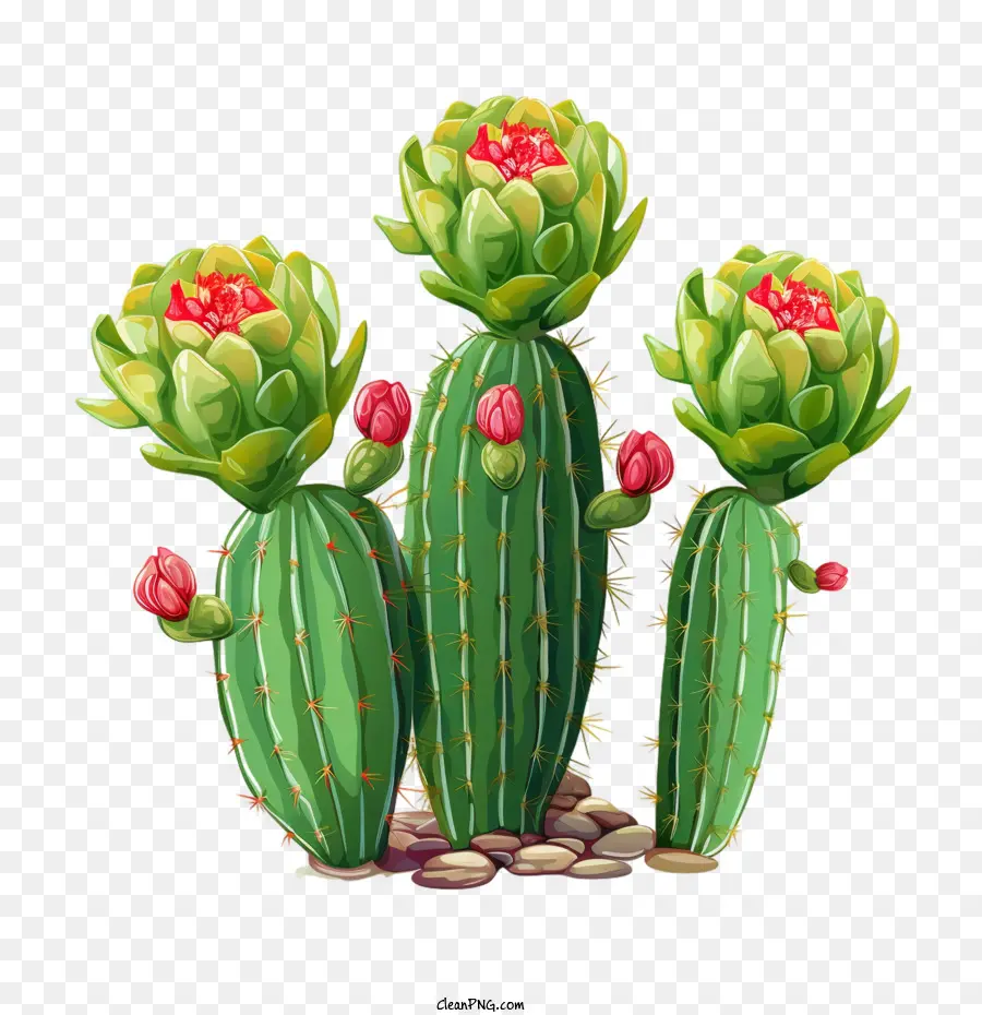 Succulent，Cactus PNG