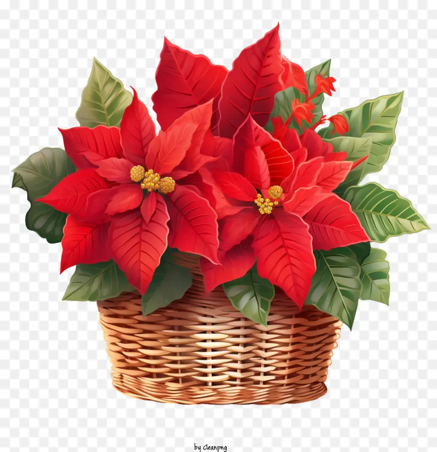 Poinsettia，Panier PNG