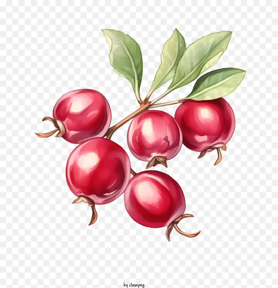 Canneberges，Framboise PNG