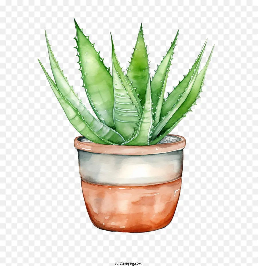 Aloé Vera，Aloe Vera Vert PNG