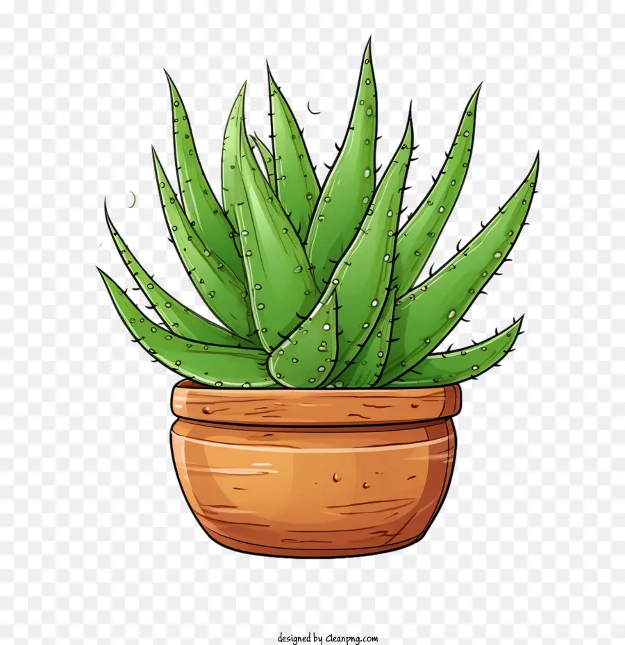 Aloé Vera，Aloe Vera Vert PNG