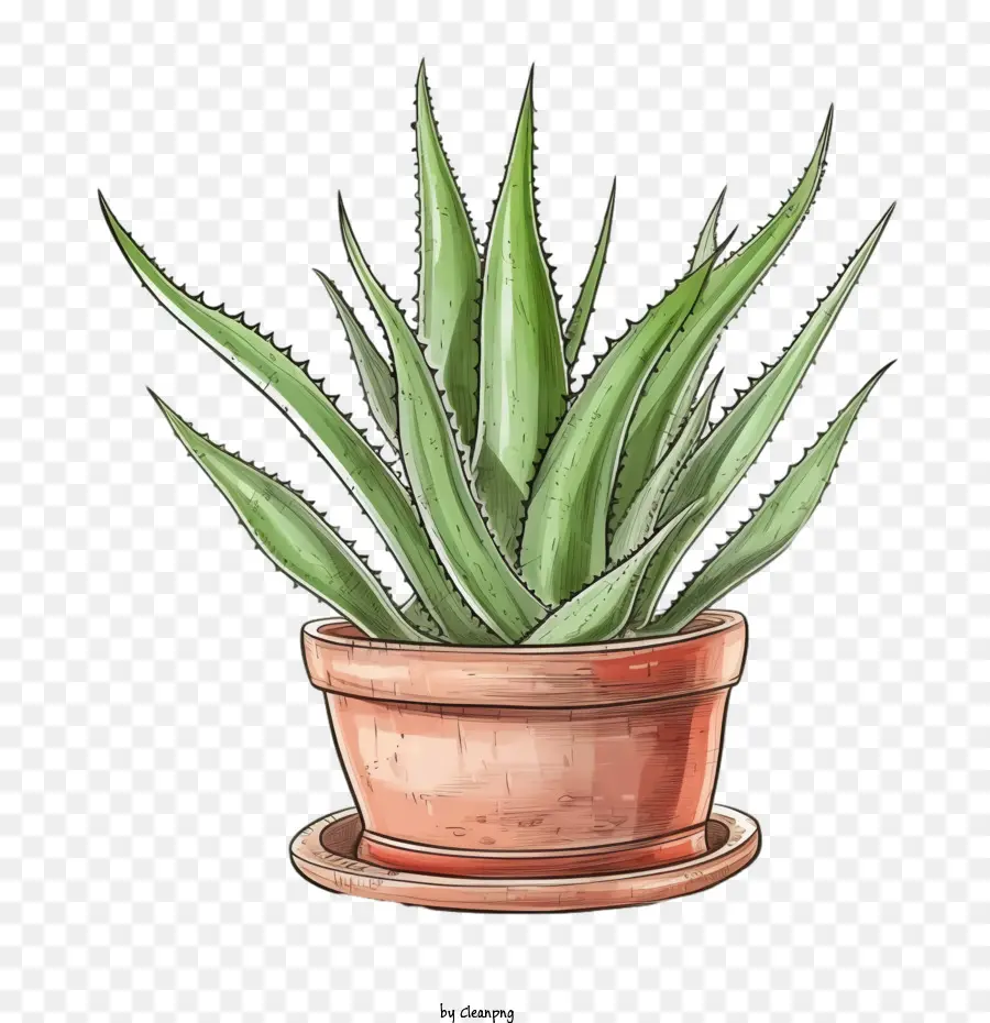 Aloé Vera，Aloe Vera Vert PNG