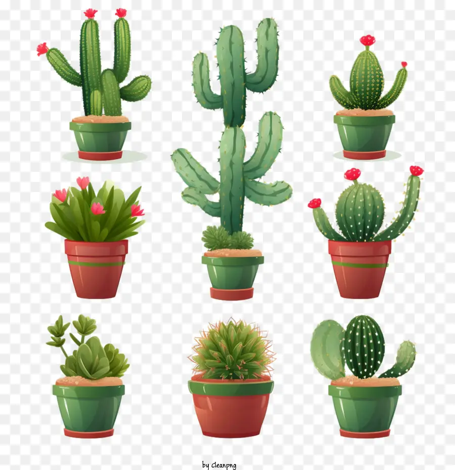 Succulent，Cactus PNG