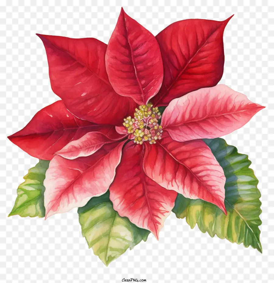 Poinsettia，Poinsettia Rouge PNG