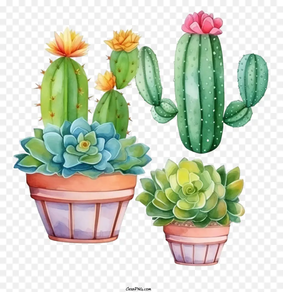 Succulent，Cactus PNG