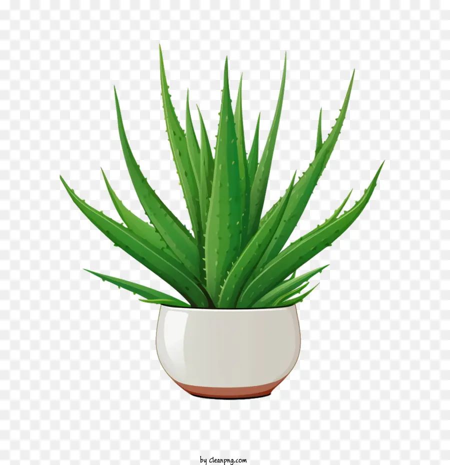 Aloé Vera，Plante En Pot PNG