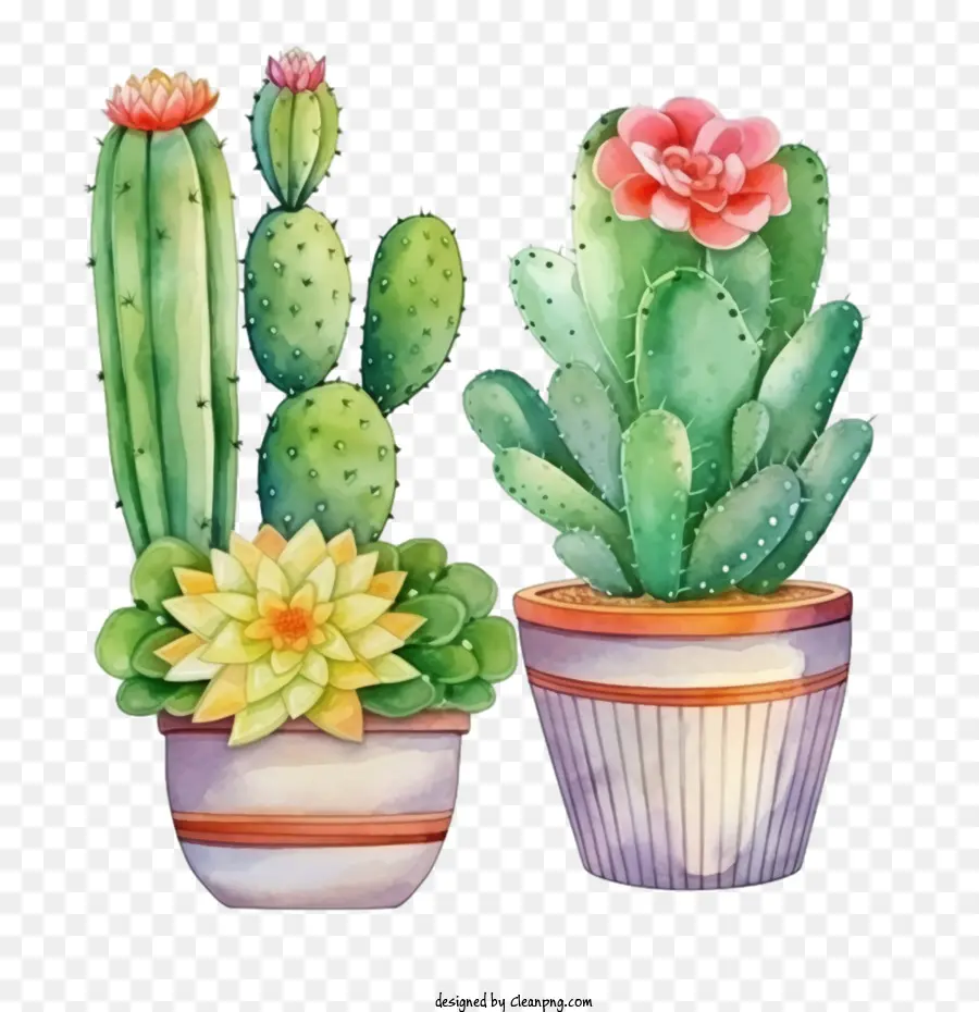 Succulent，Cactus PNG