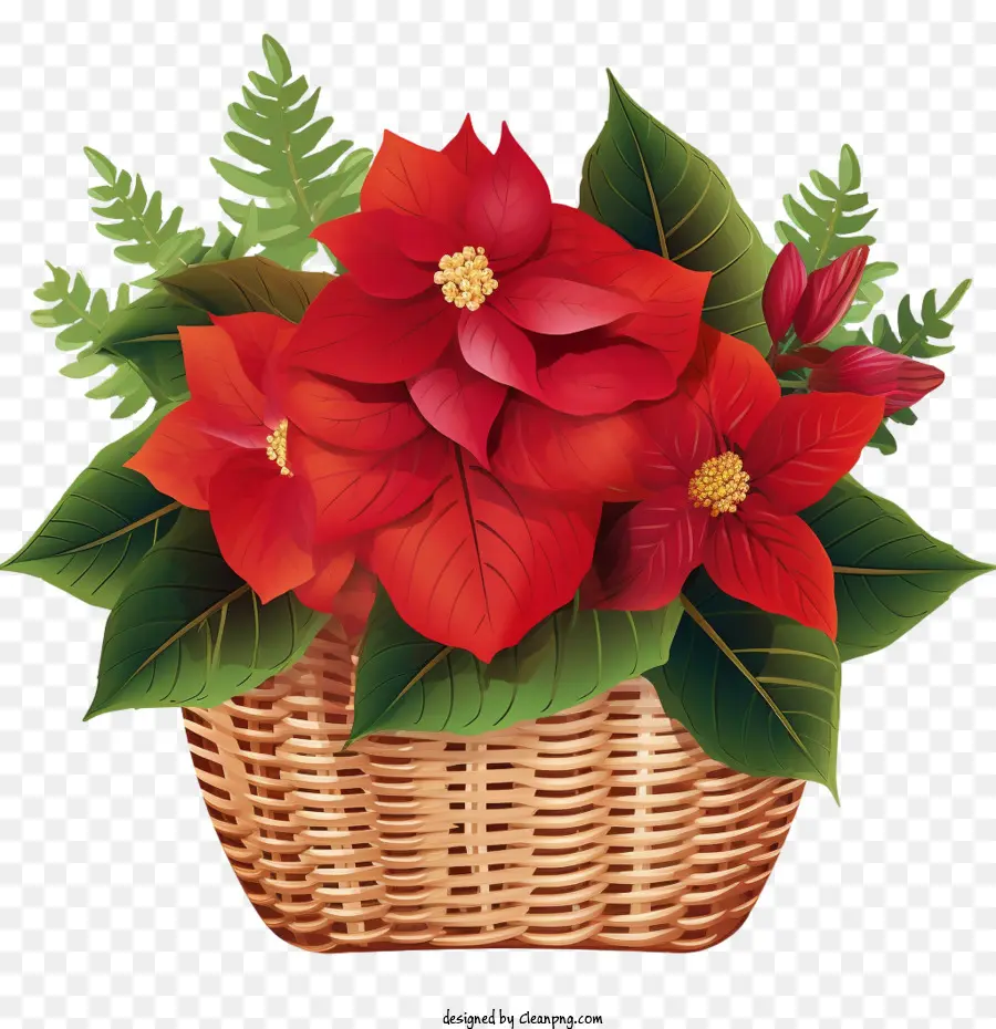 Poinsettia，Panier PNG