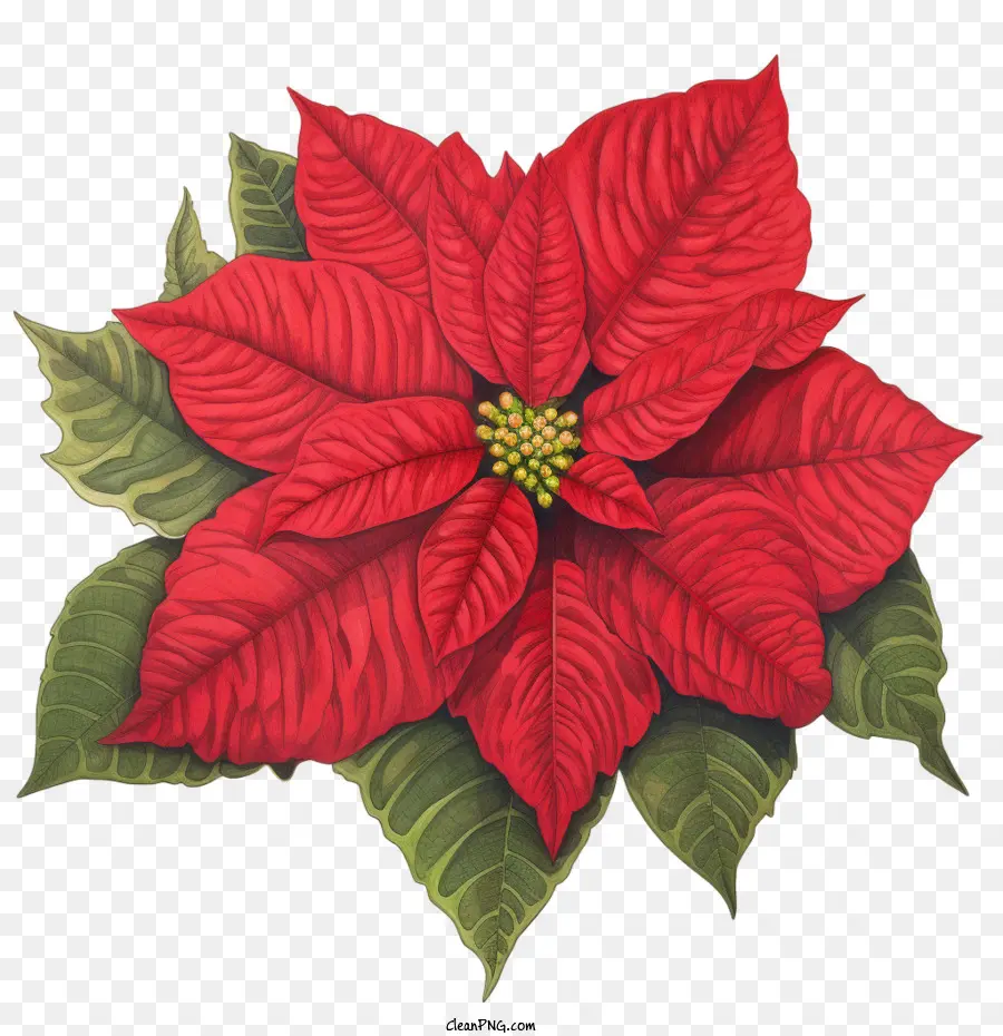 Poinsettia，Fleur PNG