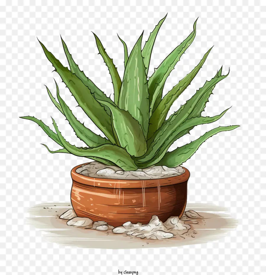 Aloé Vera，Plante D'aloé Vera PNG