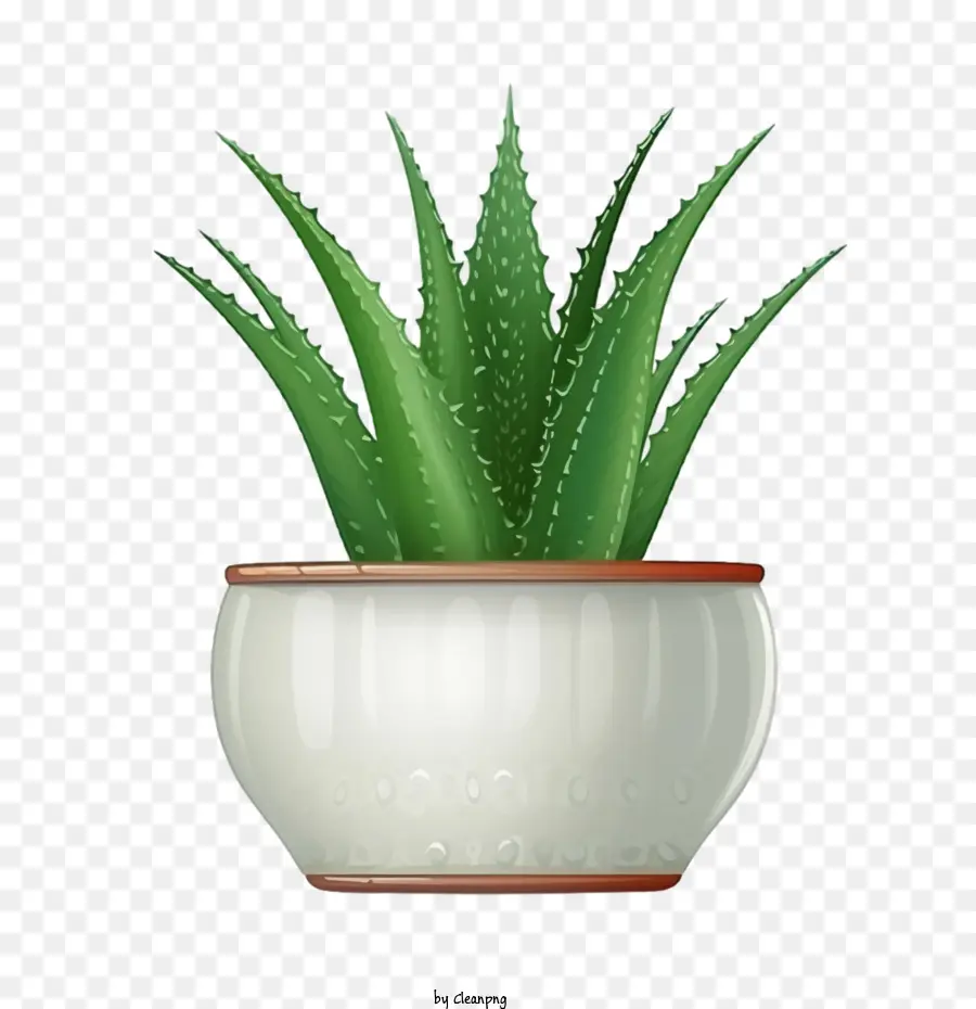 Aloé Vera，Aloe Vera Vert PNG