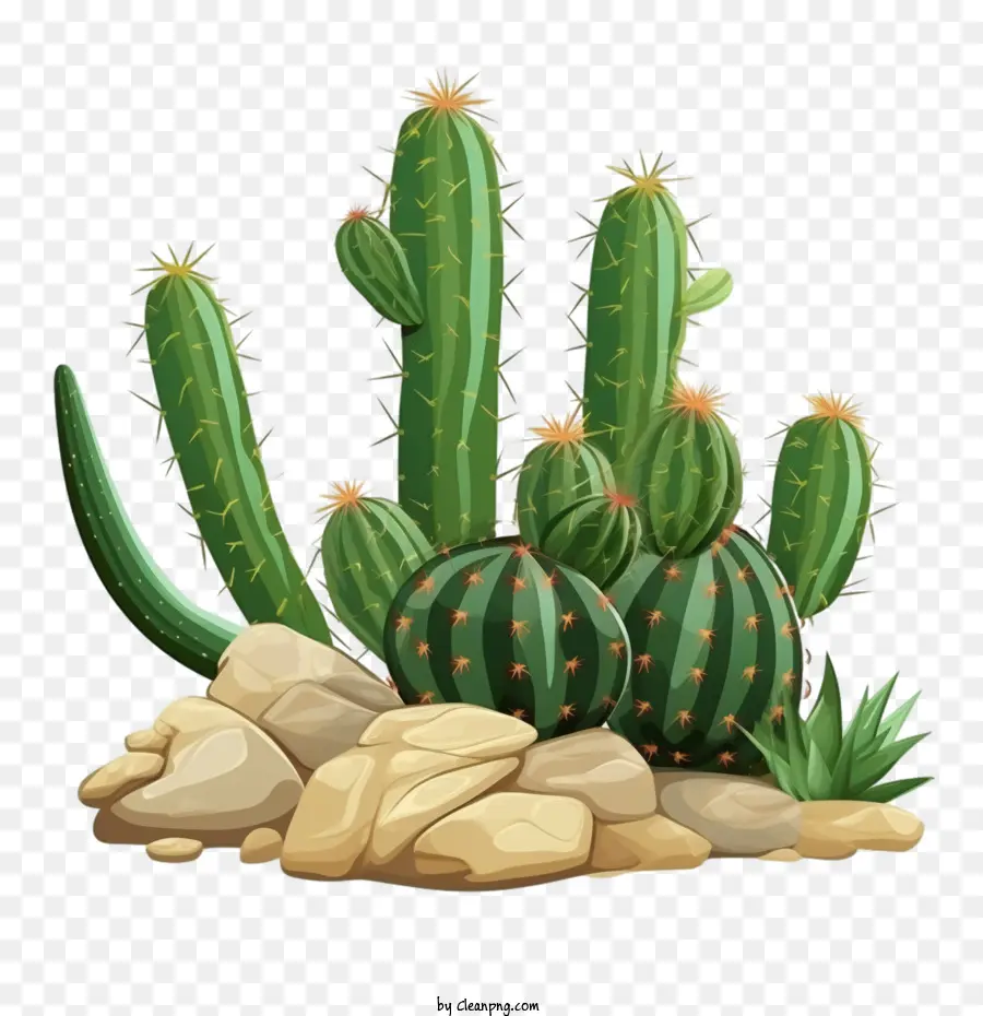 Succulent，Cactus PNG