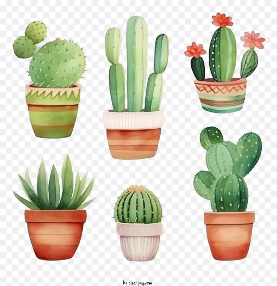 Succulent，Cactus PNG