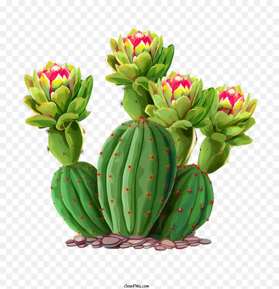 Succulent，Cactus PNG