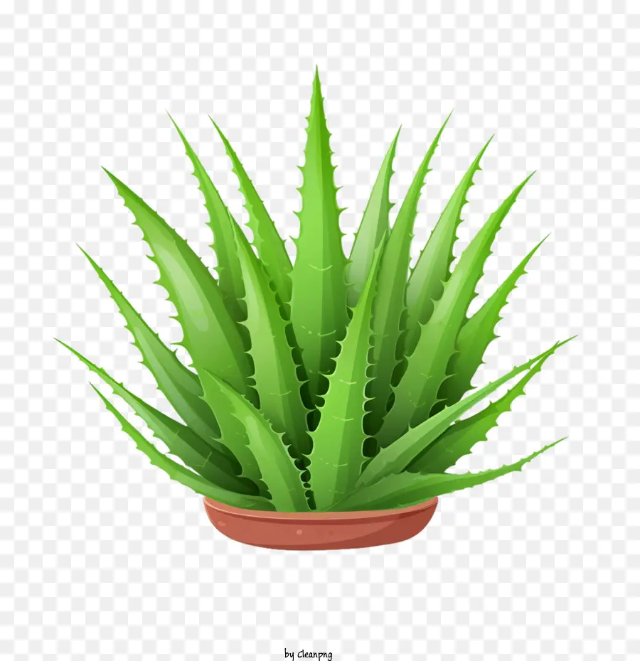 Aloé Vera，Aloe Vera Vert PNG