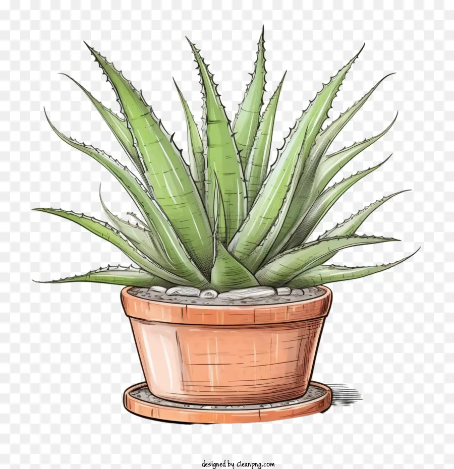 Aloé Vera，Succulente Verte PNG