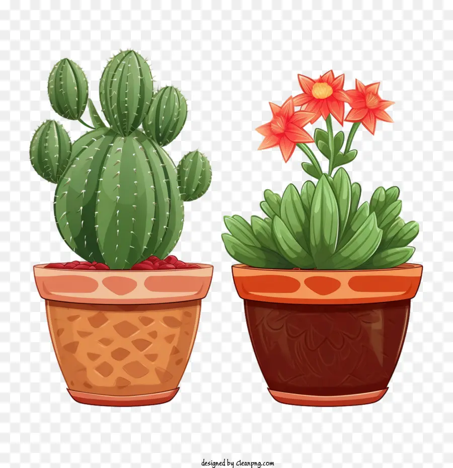 Succulent，Cactus PNG