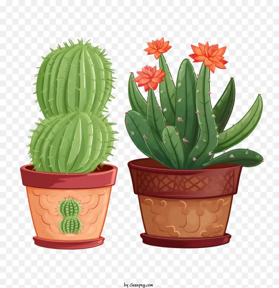 Succulent，Cactus PNG