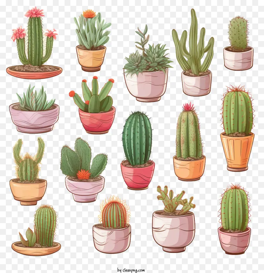 Succulent，Cactus PNG