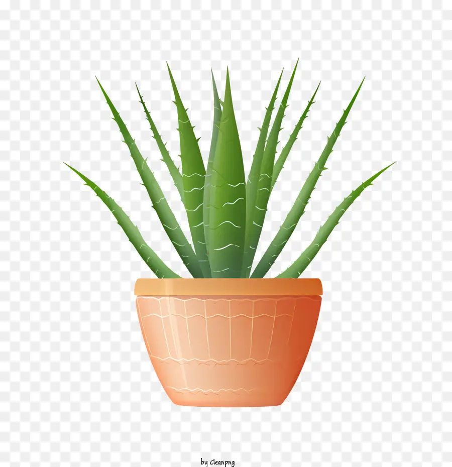 Aloé Vera，Aloe Vera Vert PNG