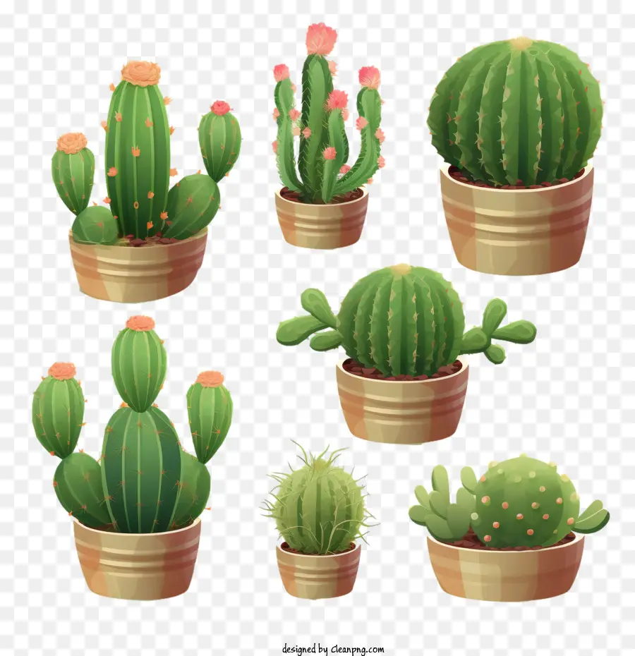 Succulent，Cactus PNG