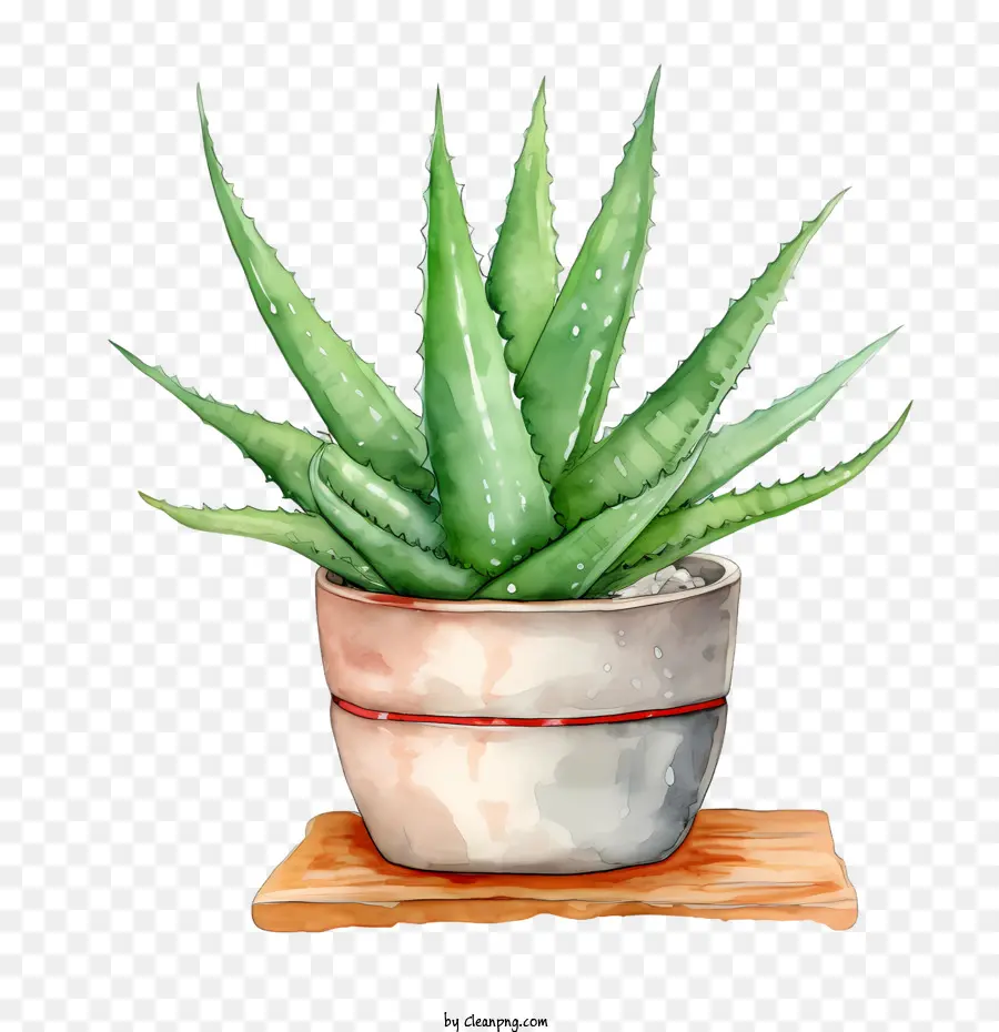 Aloé Vera，Aloe Vera Vert PNG