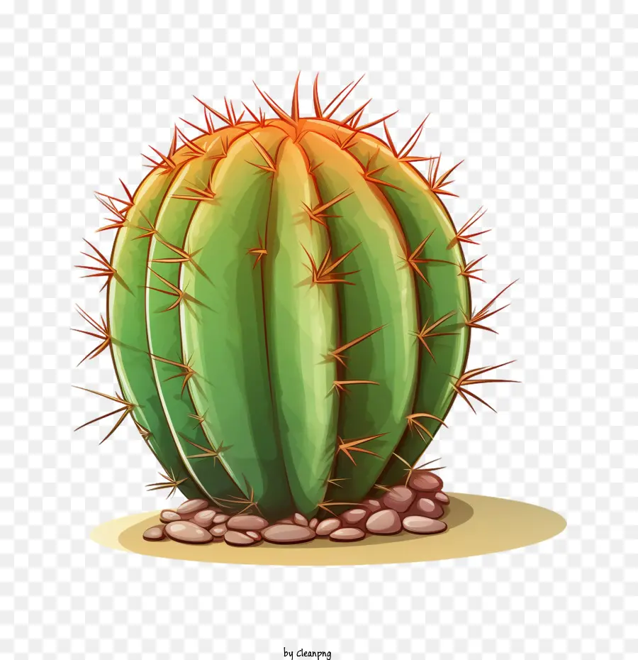 Cactus Succulents，Cactus Vert PNG