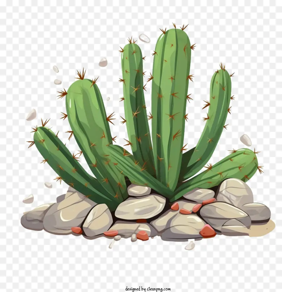 Cactus Succulents，Cactus PNG