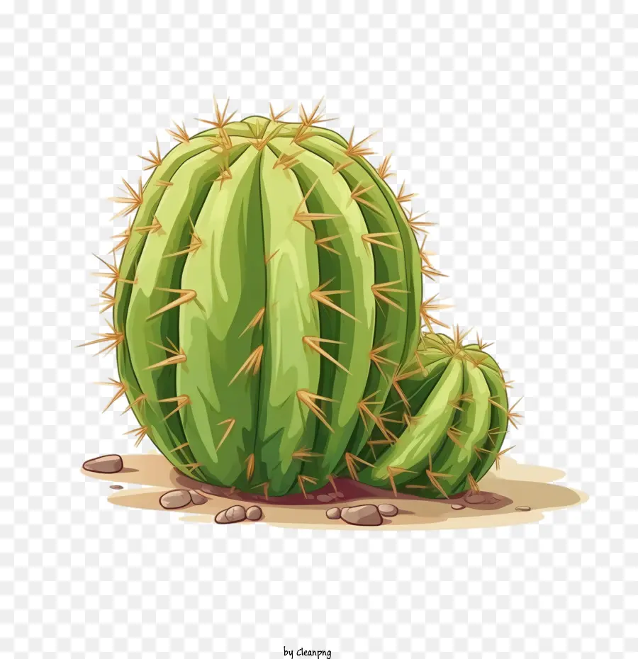 Cactus Succulent，Cactus PNG