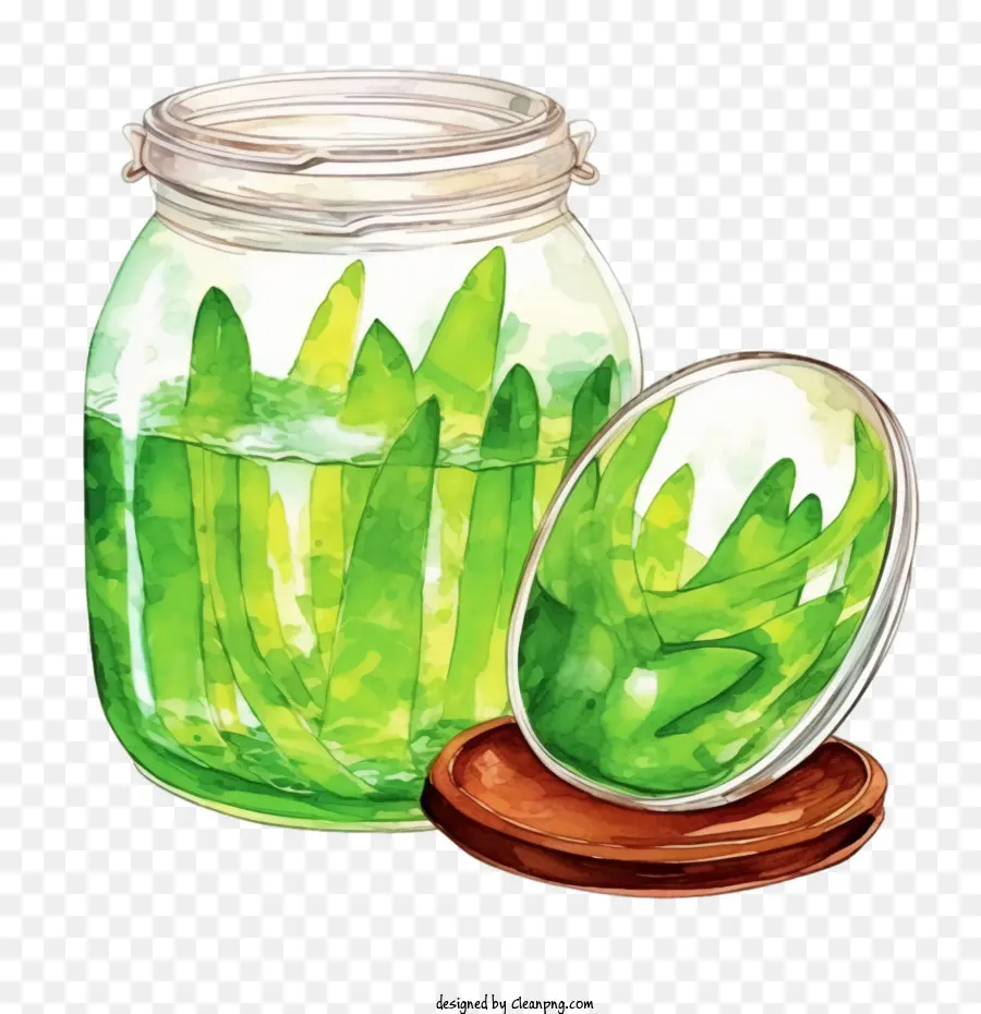 Aloé Vera，Aloe Vera En Pot PNG