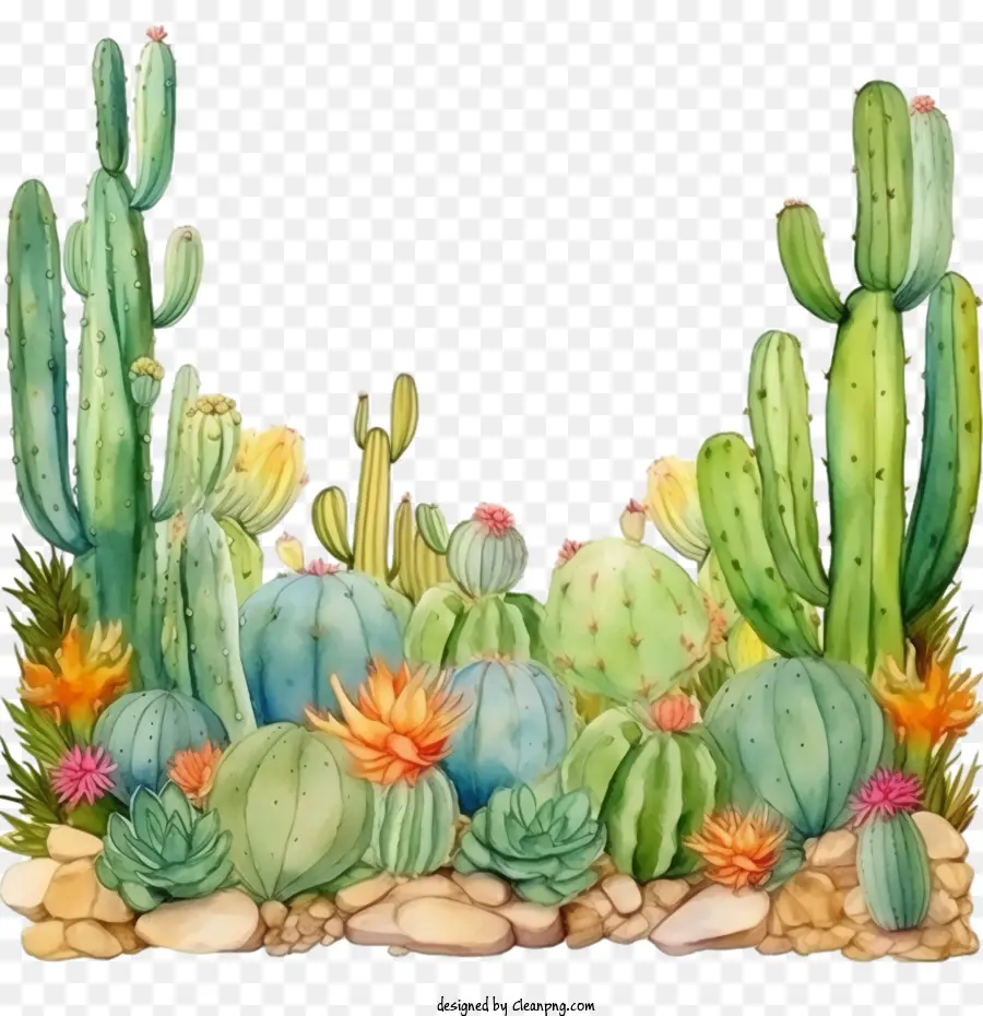 Succulent，Cactus PNG