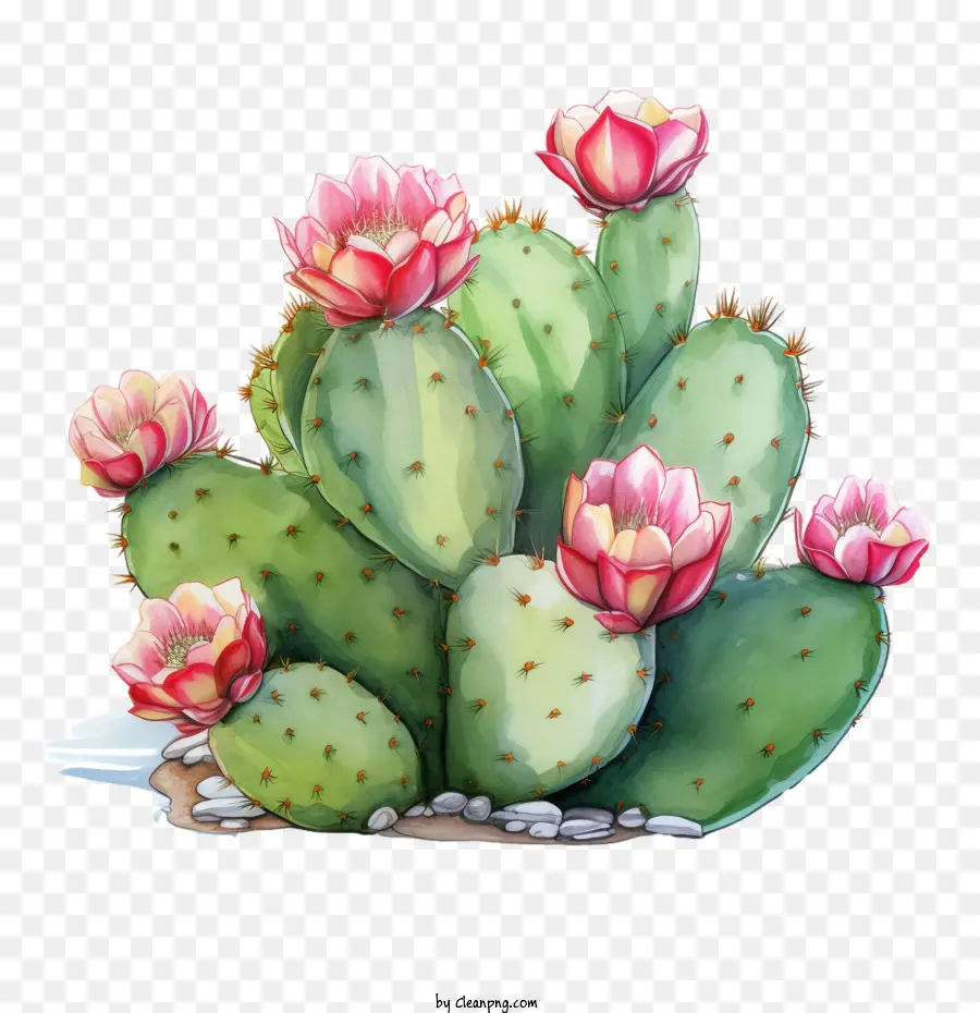 Cactus Succulent，Cactus PNG