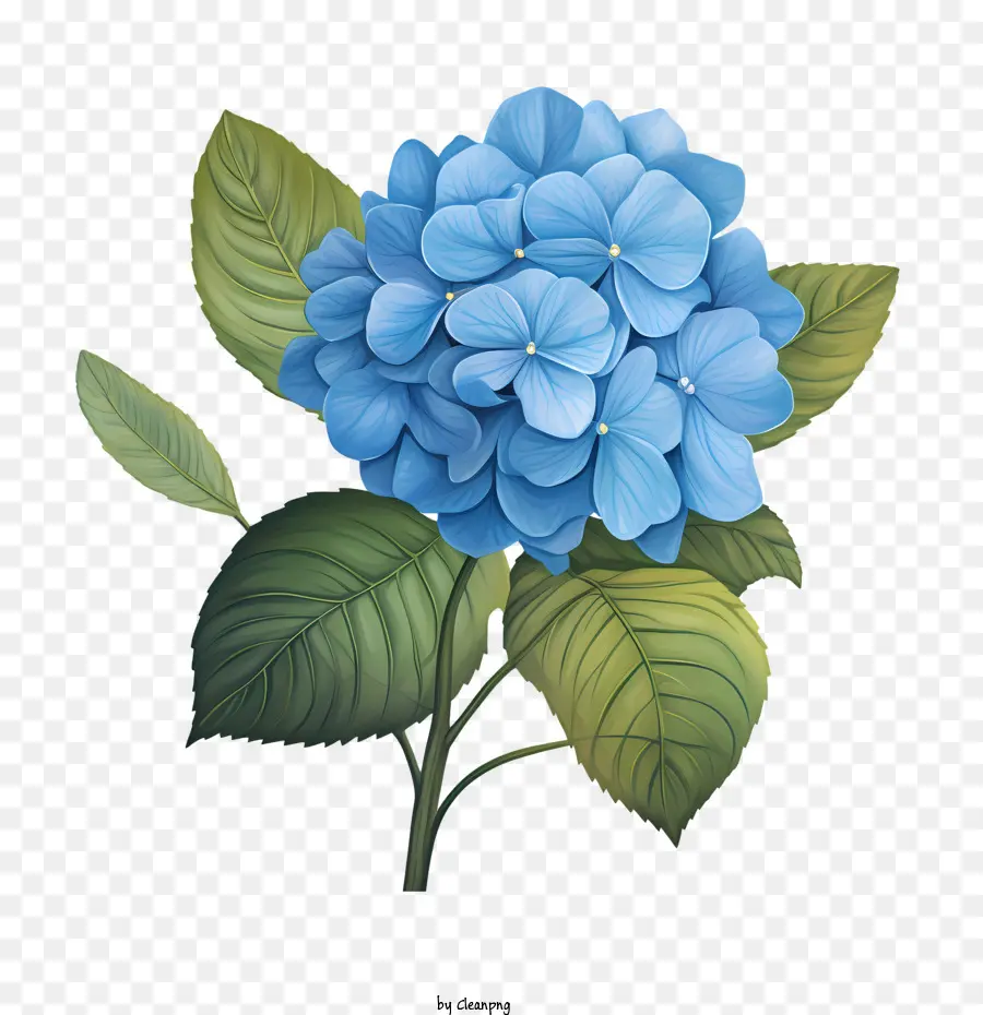 Hortensia Fleur，Fleurs PNG