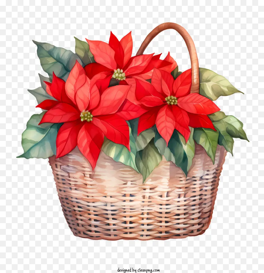 Poinsettia，Panier PNG