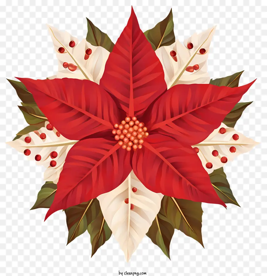 Poinsettia，Poinsettia Rouge PNG