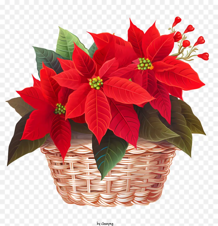 Poinsettia，Fleur PNG