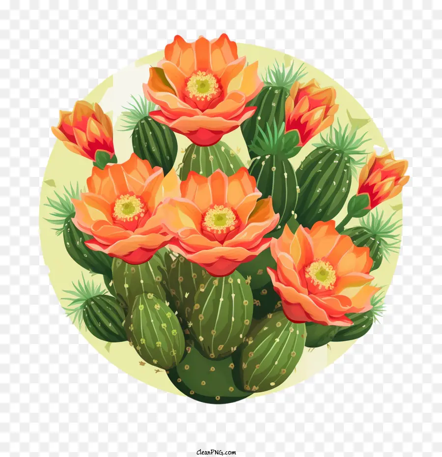 Succulent，Cactus PNG